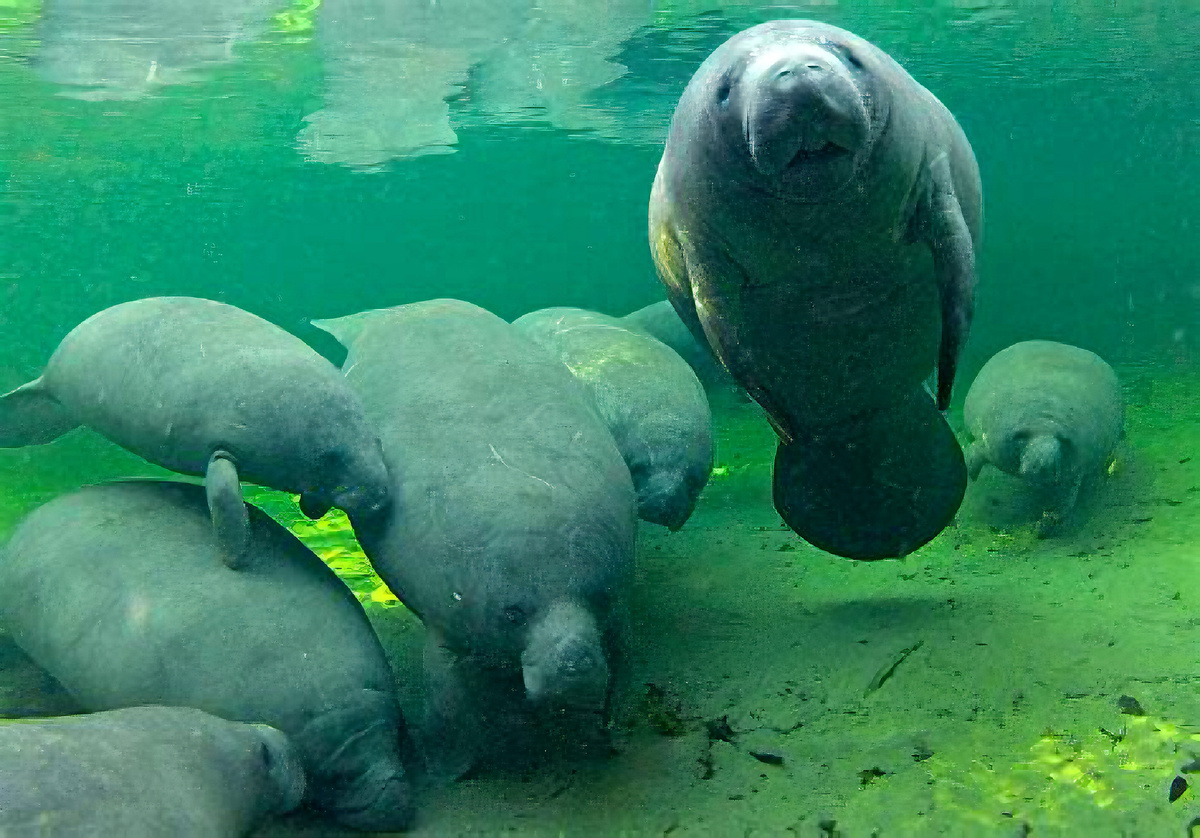 Семья ламантинов