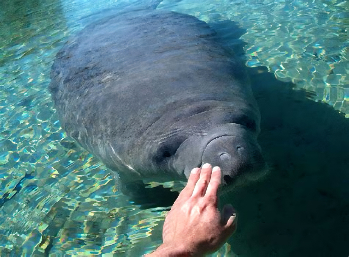 Ламантин контакт с человеком 