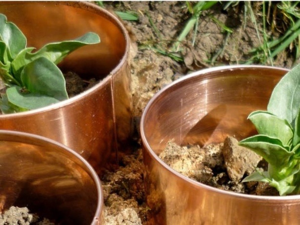 Медные кольца  от слизней и улиток