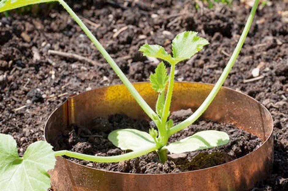 Медные кольца от слизней и улиток