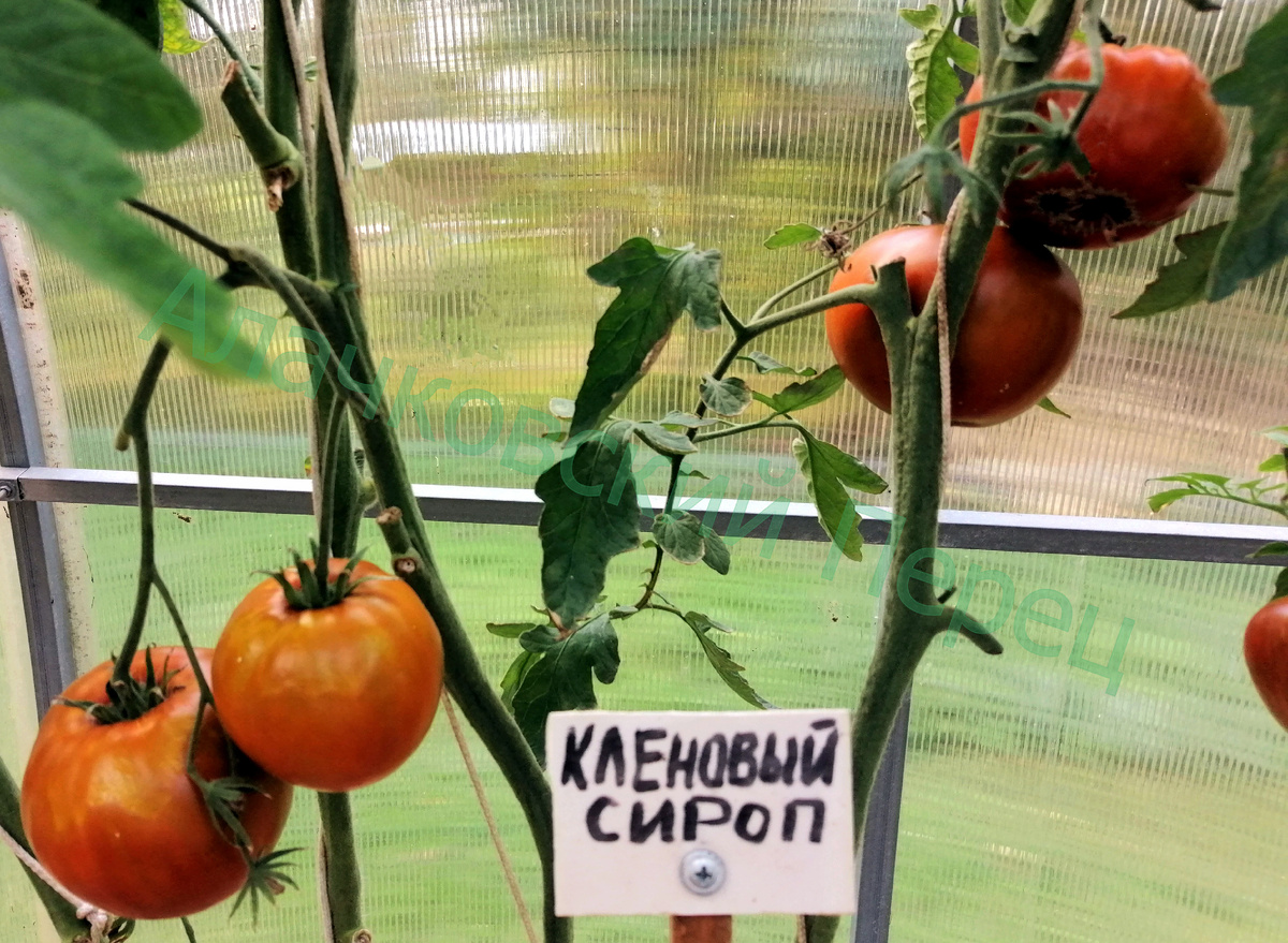 Кленовый сироп
