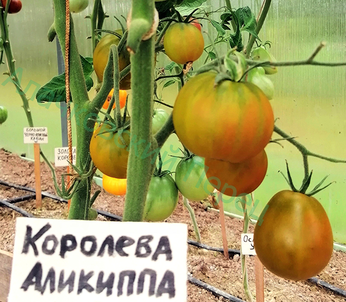 Королева Аликиппа