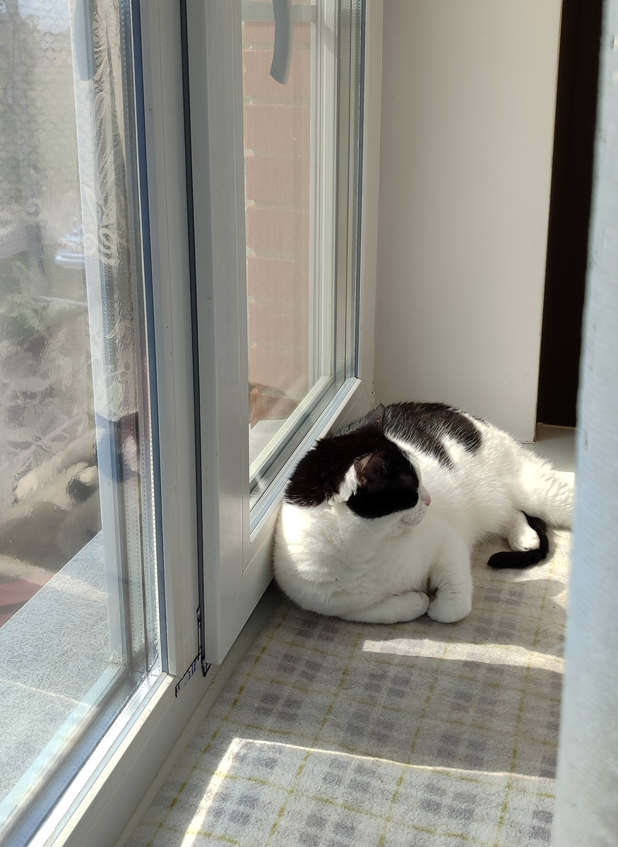 Хорошо быть котиком. 