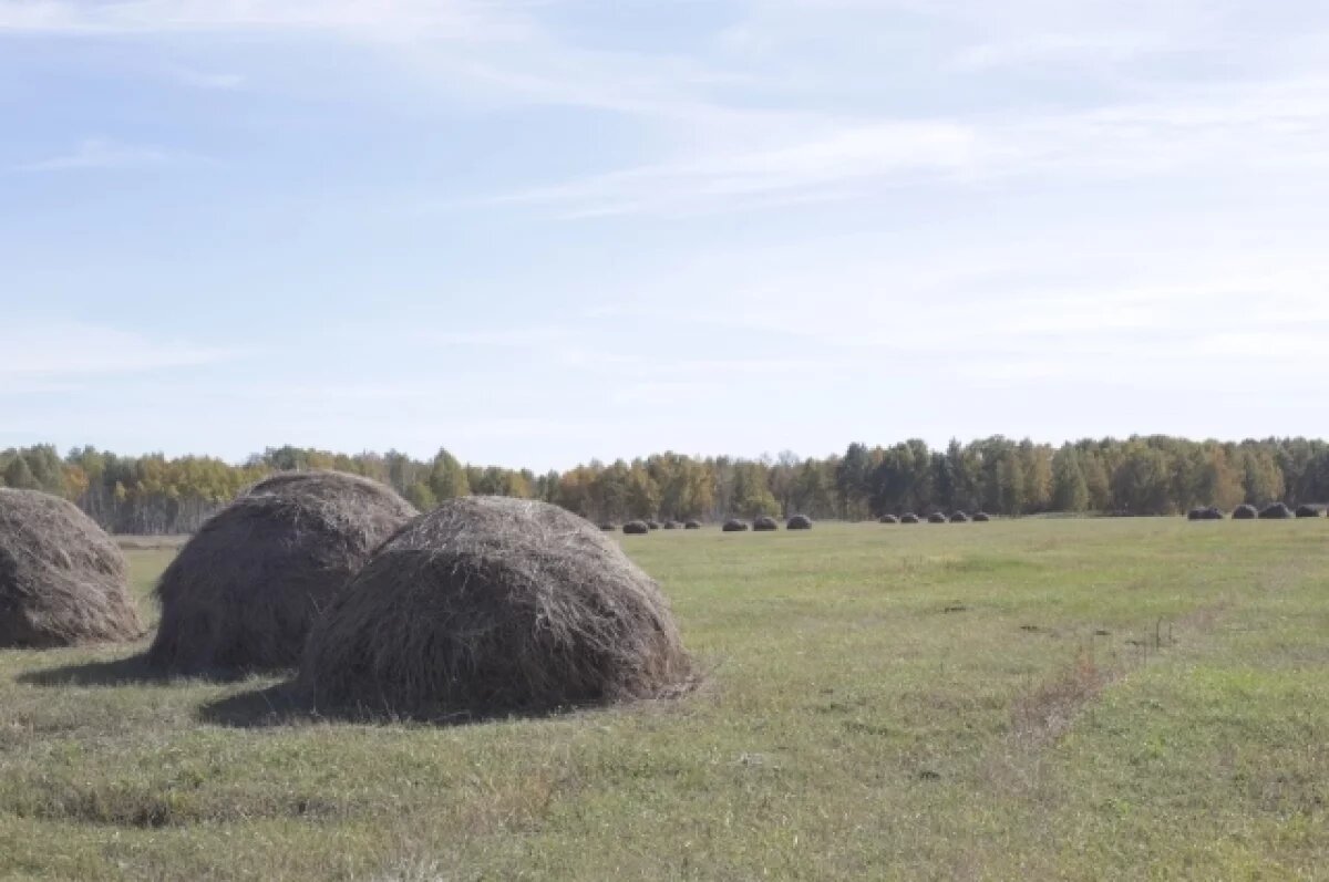    Жителям Новосибирска перечислили запреты на Кузьму Огородника 1 мая
