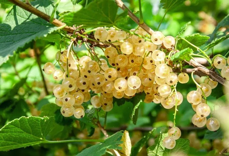 Рис. 2 Ягоды белой смородины.