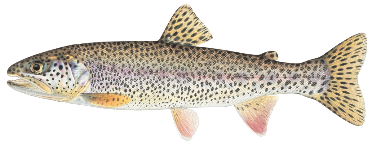 Oncorhynchus clarkii