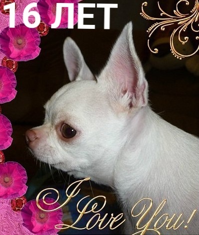 СОБАКА ЧИХУАХУА ЖИВЕТ В ПИТОМНИКЕ "МАРИ мИСТИК" УЖЕ 16,5 ЛЕТ