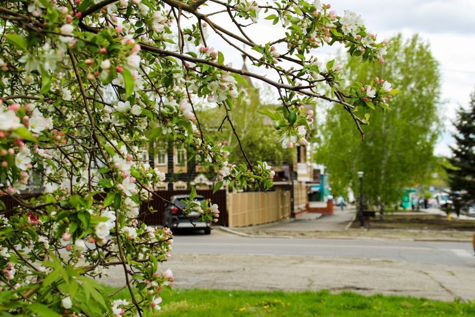    Яблони в цвету. Барнаул. Источник: Виталий Барабаш/"Толк"