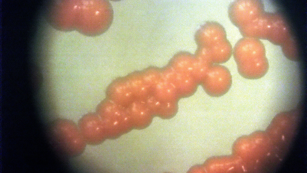    Фото: Alexander Legky/Globallookpress