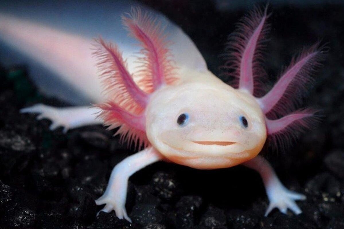 Аксолотль - улыбчивый водяной дракон