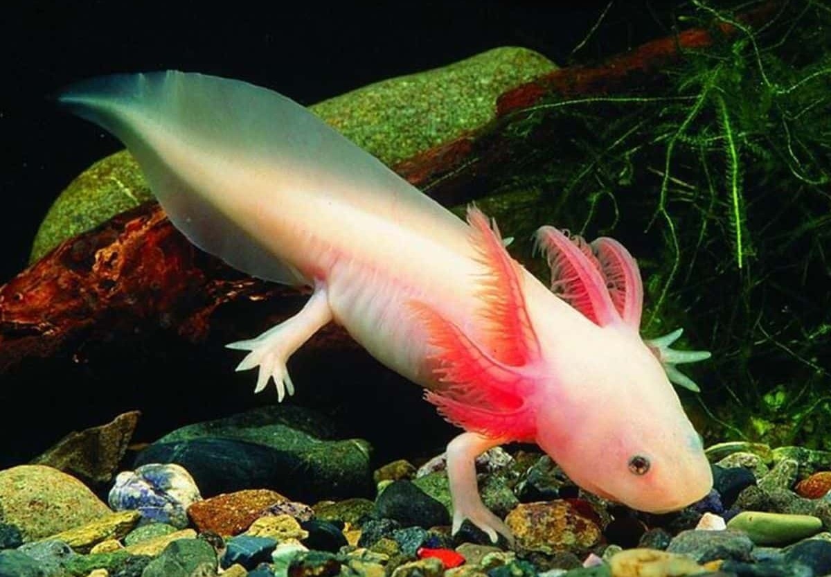 Аксолотль в аквариуме