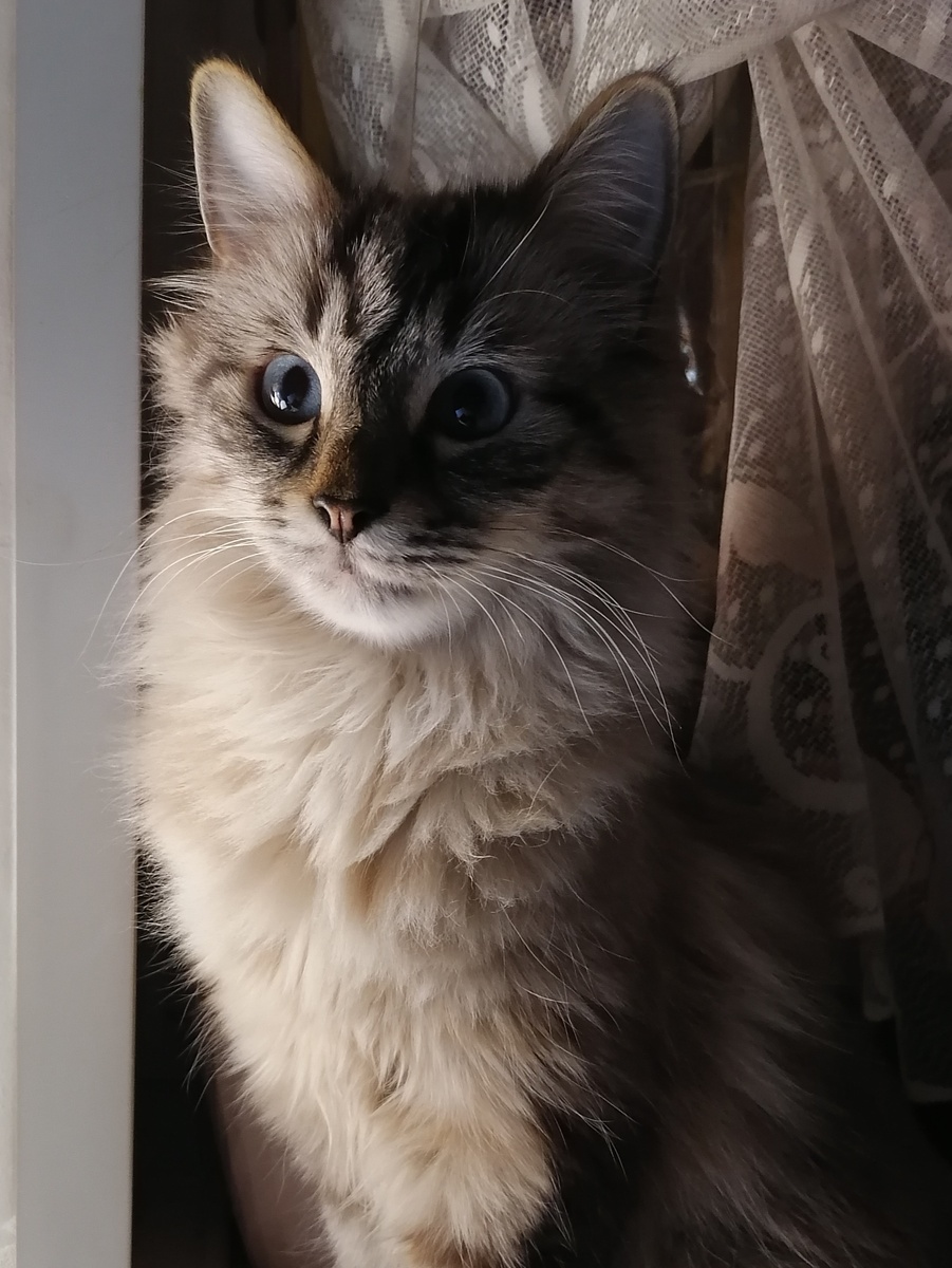 Сенечка. Фото автора