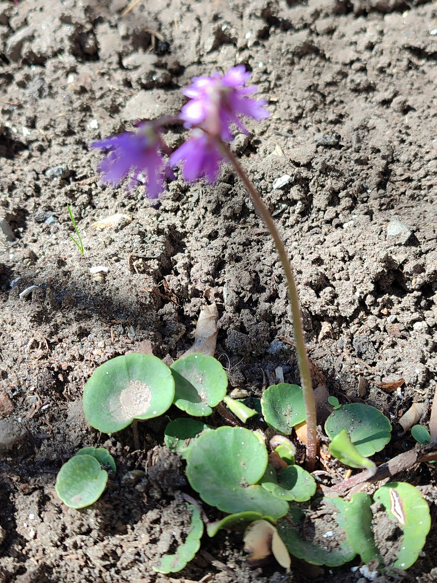 Сальдонелла, крошечное чудо