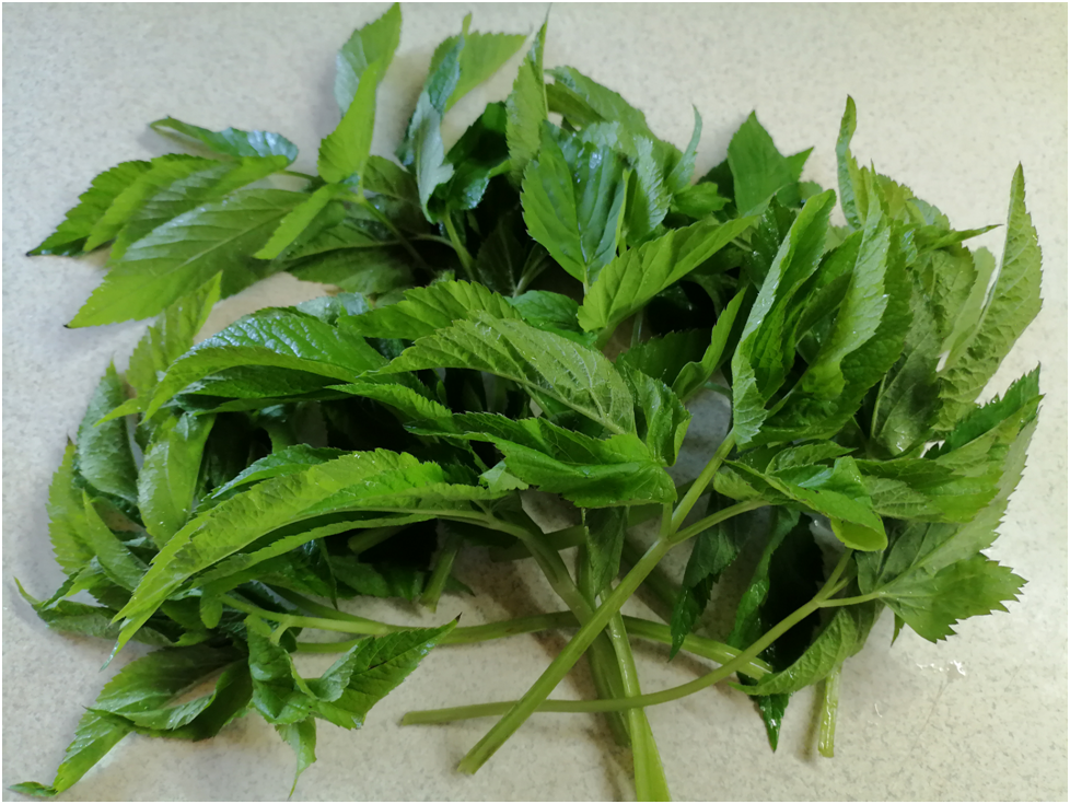 Личное фото автора. Сныть.