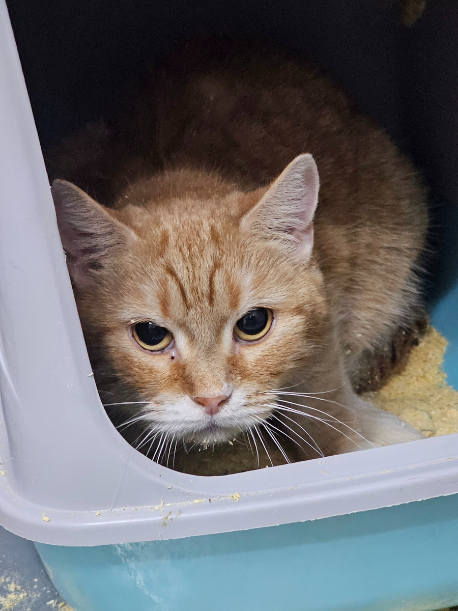 Фото автора. Рыжуля.