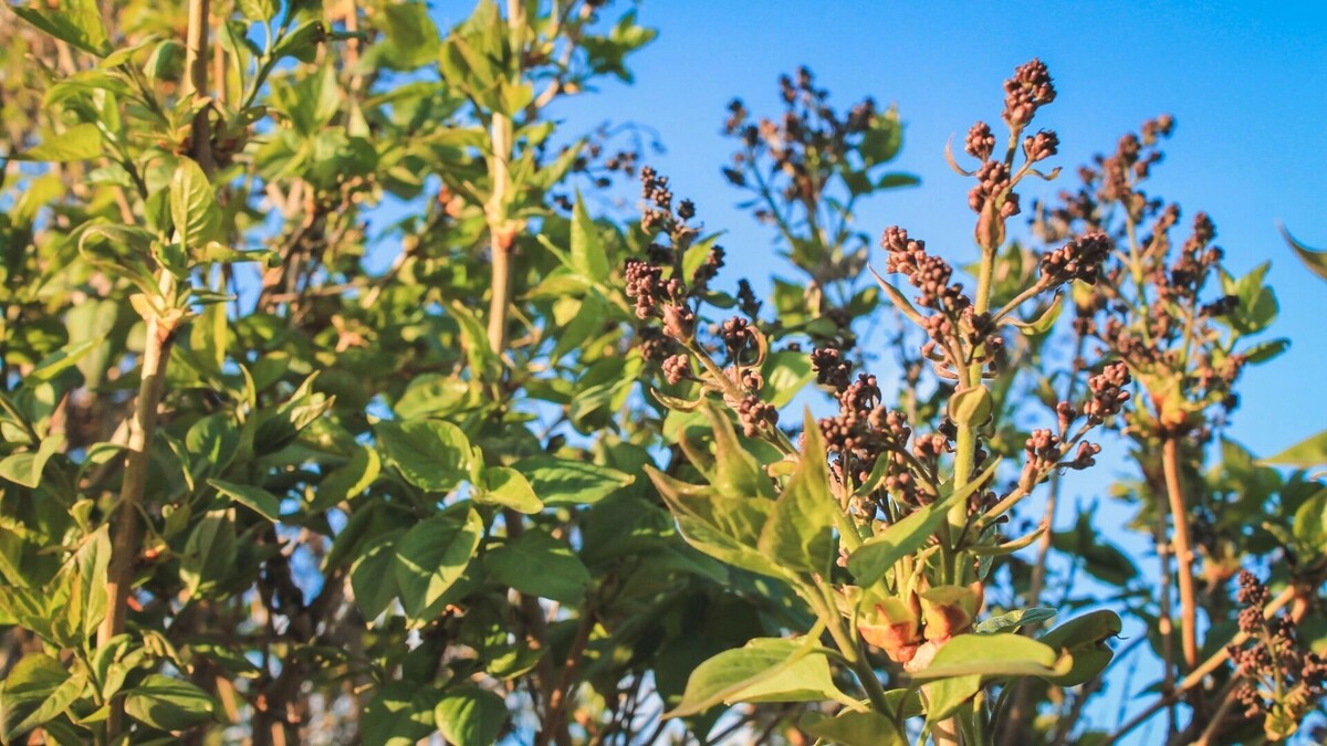     Источник: 1MI