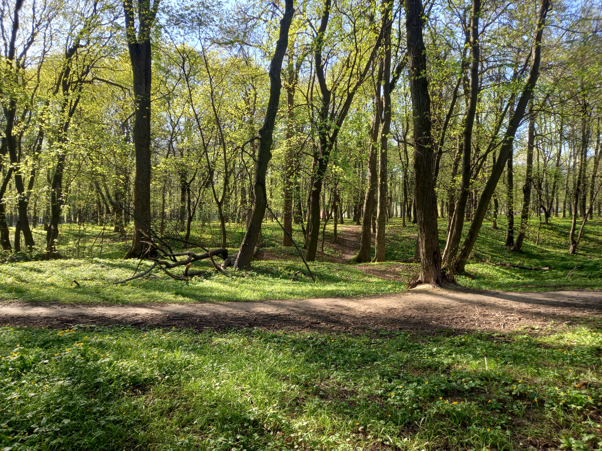 Парк зазеленел