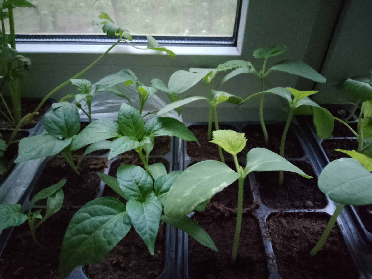 Выросли ! А ведь семена были старые 