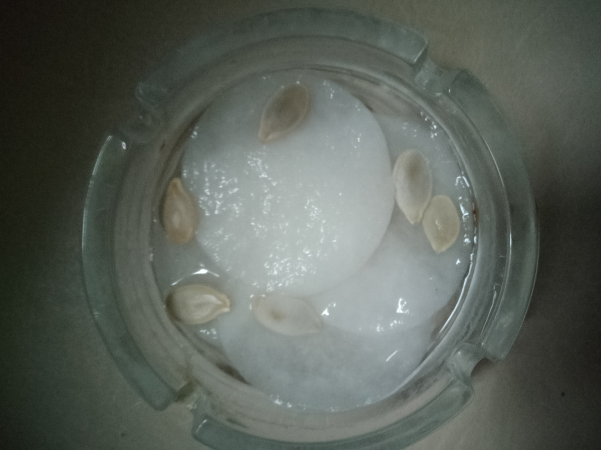 Семена замочиваются ...в сигаретнице. Вообще то в нее сыпала бисер, очень удобно было работать и набирать иголкой.