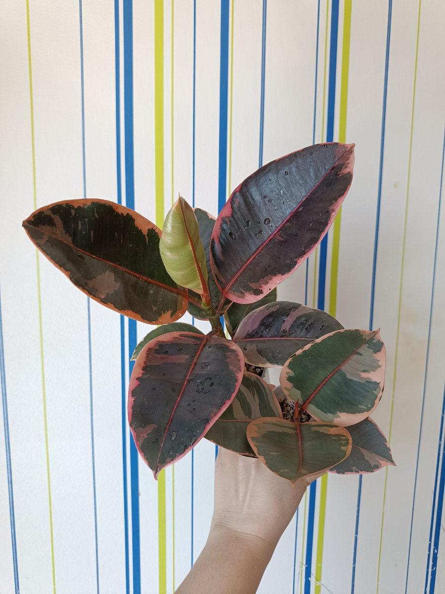 Фото фикусов Белиз и Руби