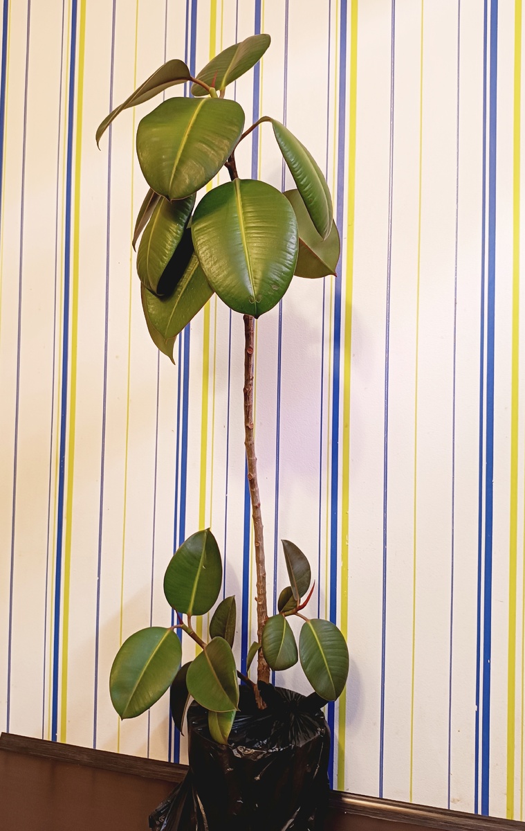 Обычный фикус эластика, купила для экспериментов, ждёт обрезки и формировки