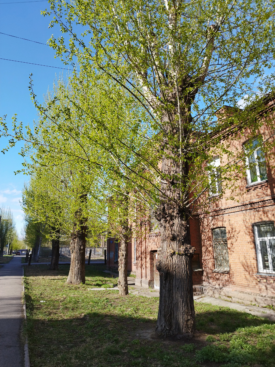 Вчера заметила, что деревья действительно уже зелены. Фото из личного архива автора