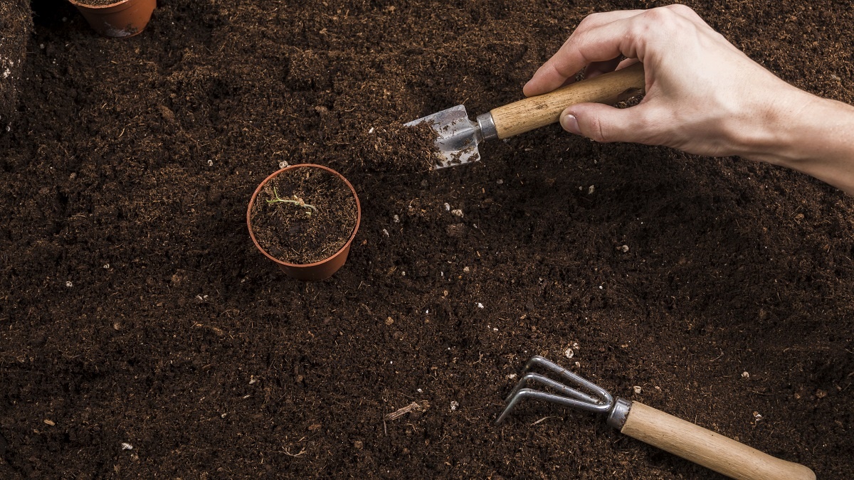    В этот день крестьяне сеяли морковь и свёклу. Фото: Freepik