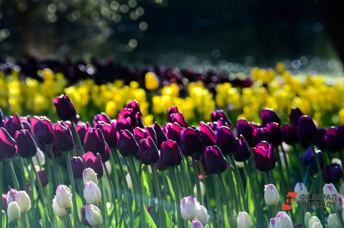 Переменчивая погода ожидается в крае.  Фото: Фото: ФедералПресс / Татьяна Буторина