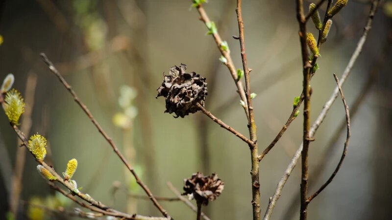     Нацпарк «Салаир» Дмитрий Лямзин