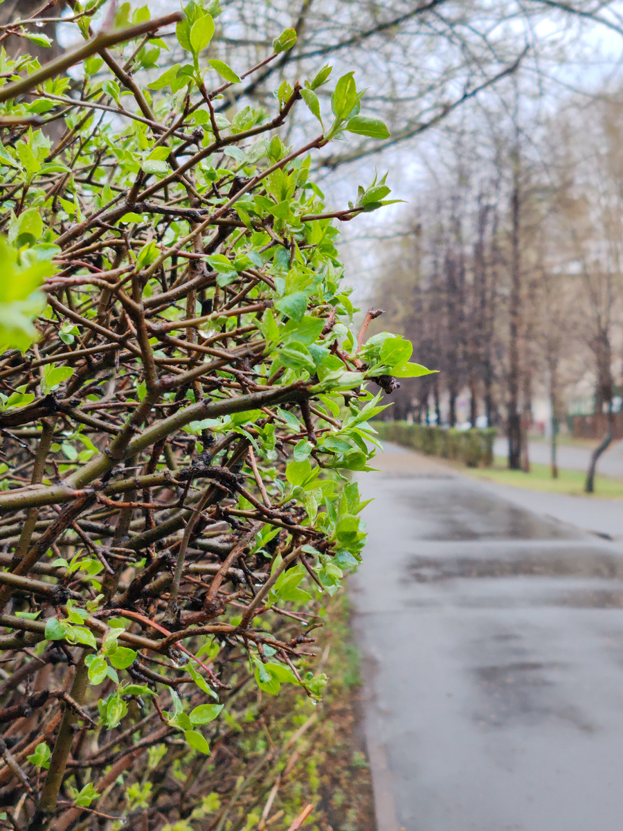 На выходных еще было всё в коричневых оттенках, а в понедельник уже прорисовывается отчетливо общий зеленый фон