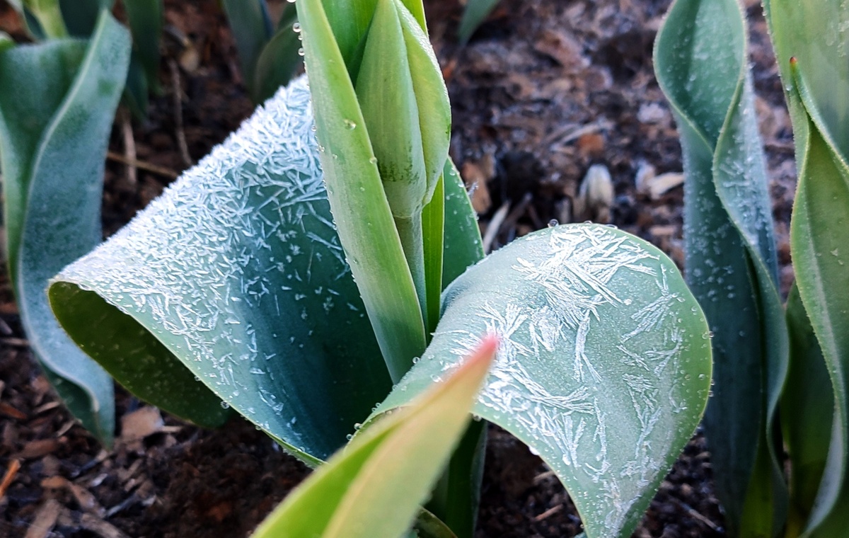 Вот такие расписные тюльпаны были сегодня утром