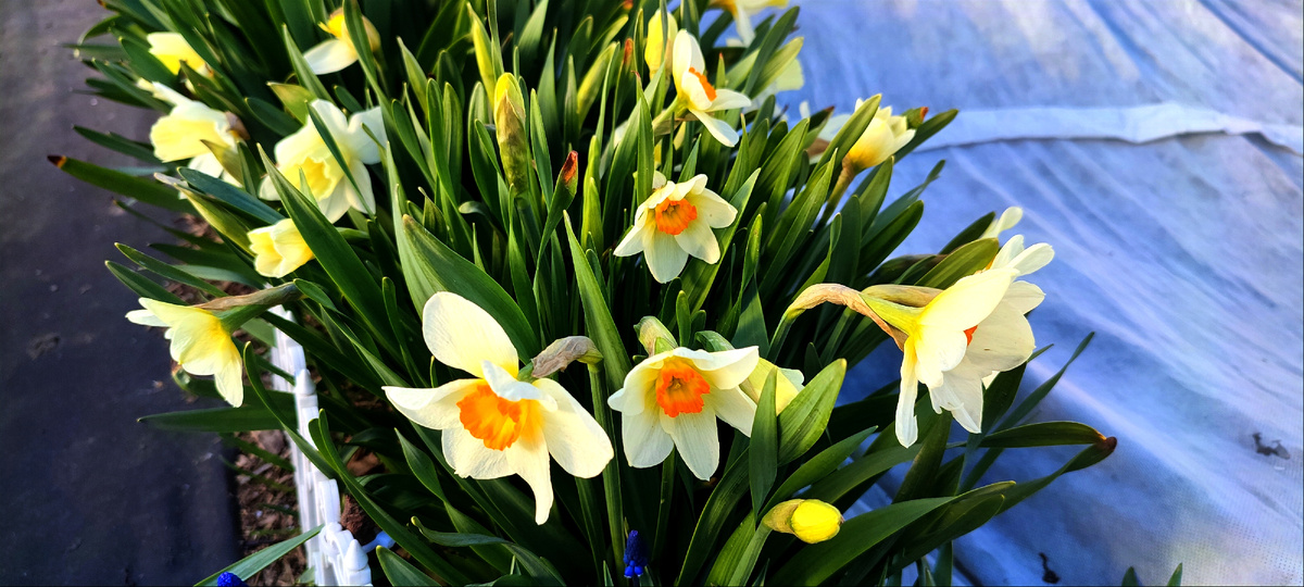 А у меня уже расцвели нарциссы