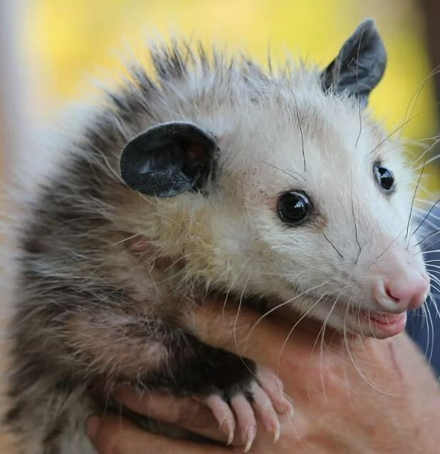 Братец вылитый))