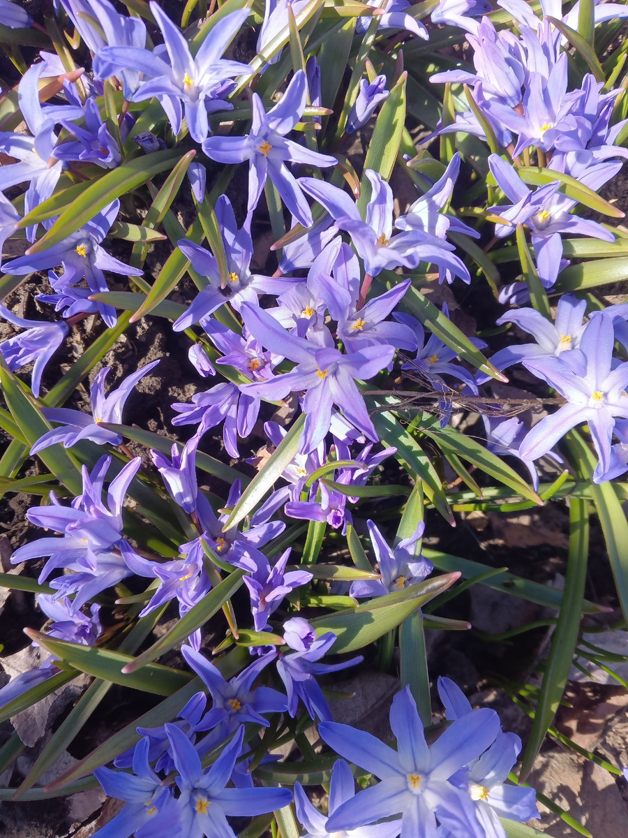 фото автора: первые дачные цветы в этом году