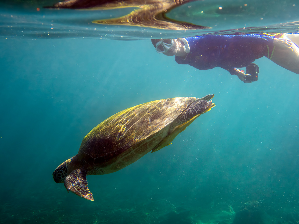 Снорклинг с морской черепахой на Ко Тао в Таиланде 