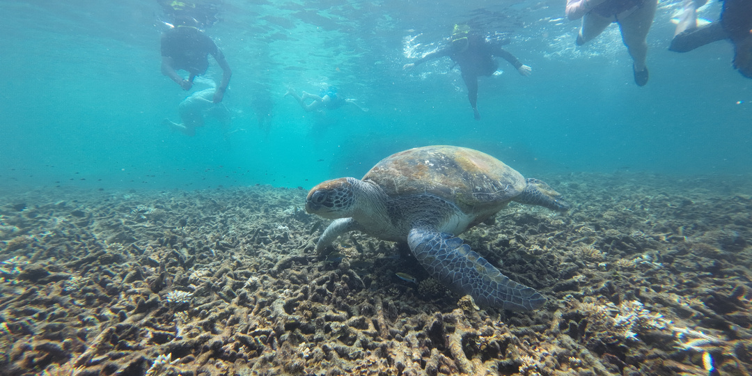 Очередные новые правила в Таиланде. На этот раз про сноркелинг и дайвинг