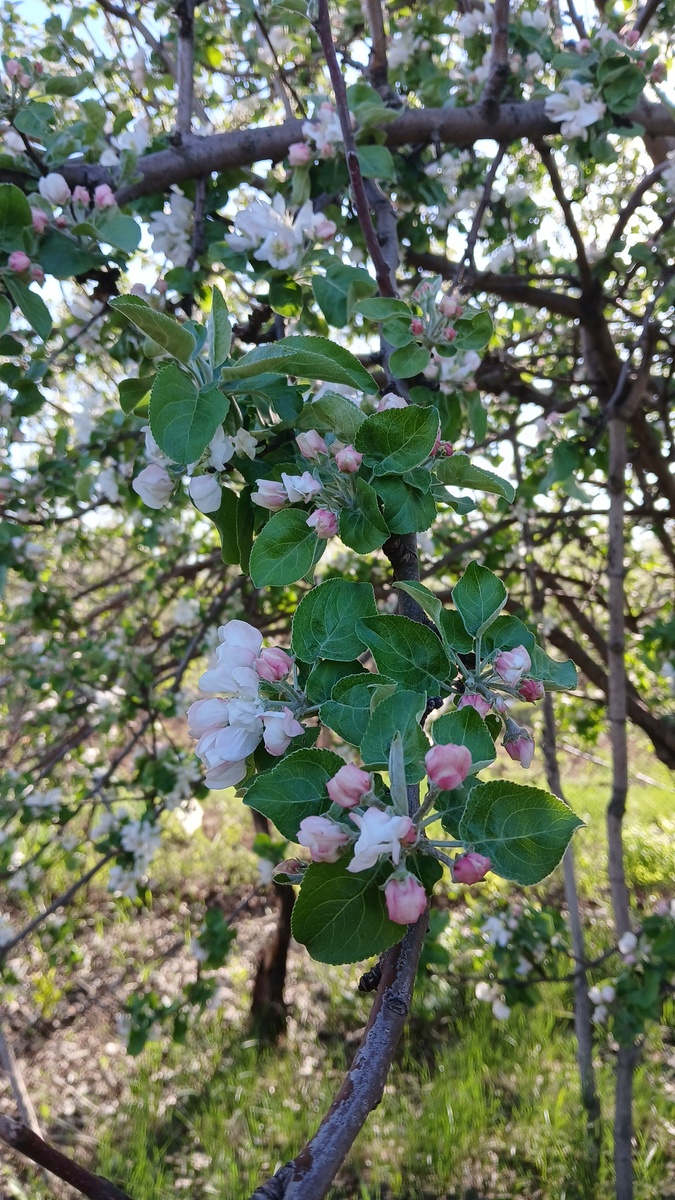 Фото автора Яблоня