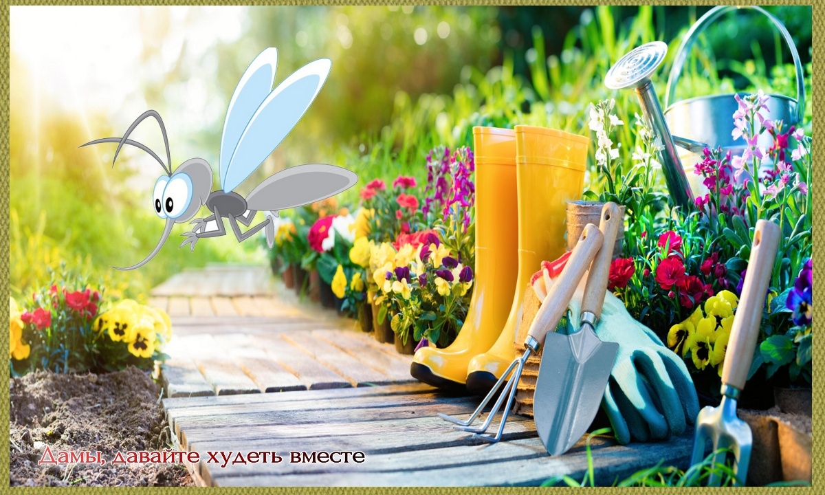 Вот такие комары в этом году! громадные и злые!