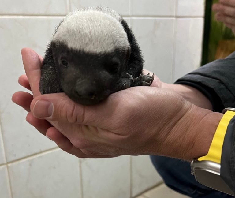    Фото: Новосибирский зоопарк Ольга Шмырева