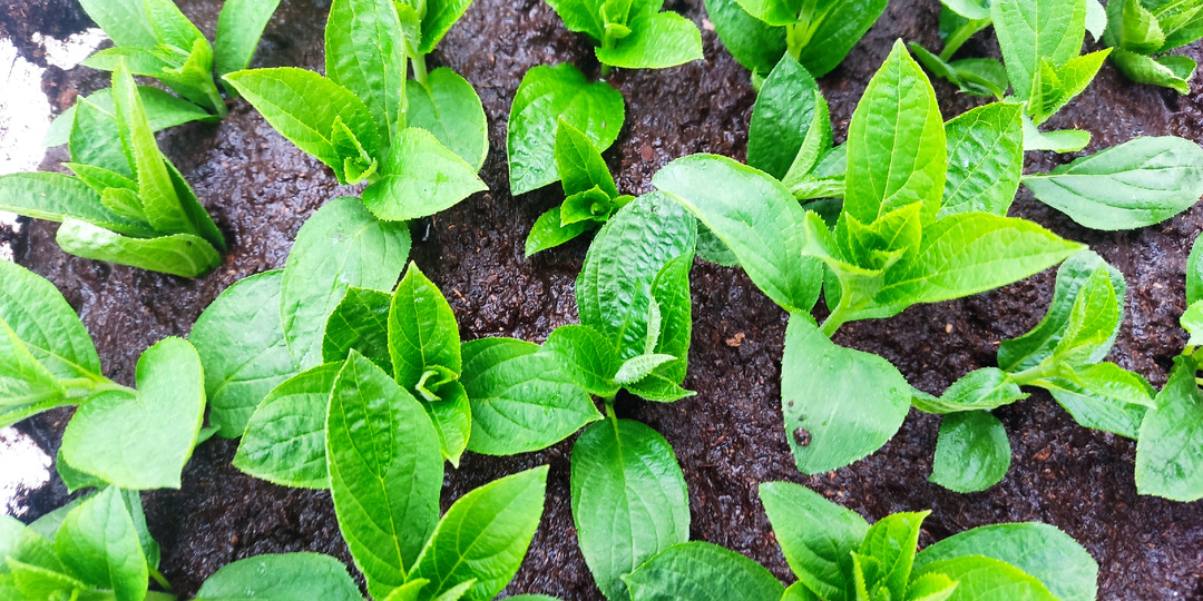 У меня есть строгие правила☝при размножении🌸 гортензии зелёным черенком 🌱