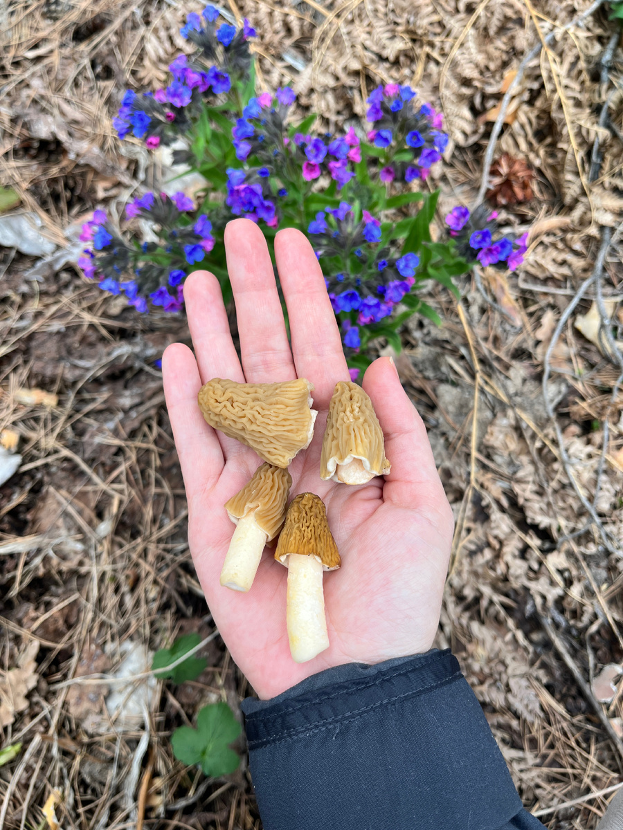 Первые вестники. 18 апреля 2025 г.