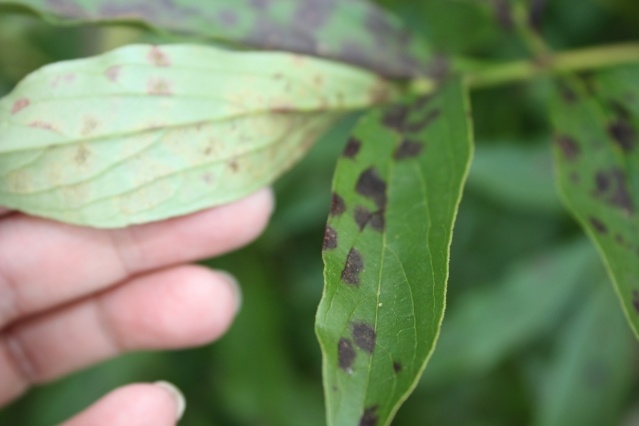 Чем раньше начнёте лечить такие растения, тем больше шансов увидеть красивое цветение