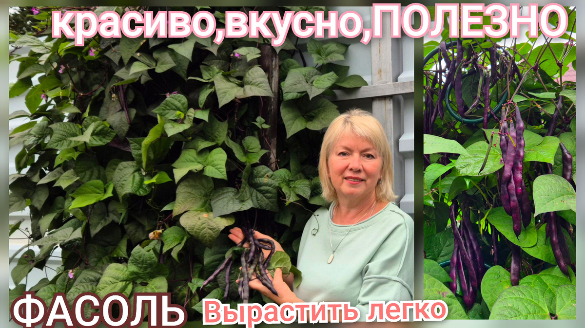 Моя  фасоль радует урожаем все лето