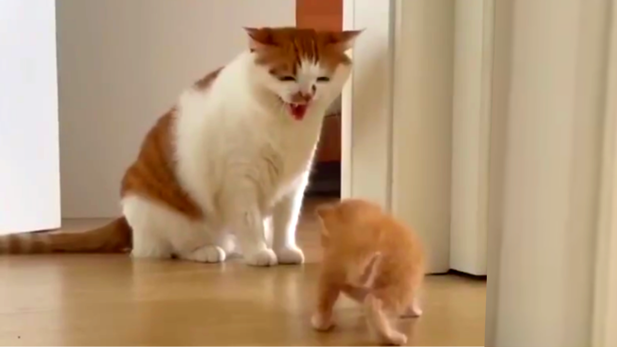 А ну отошел от меня! ЕЩЕ фото --->>