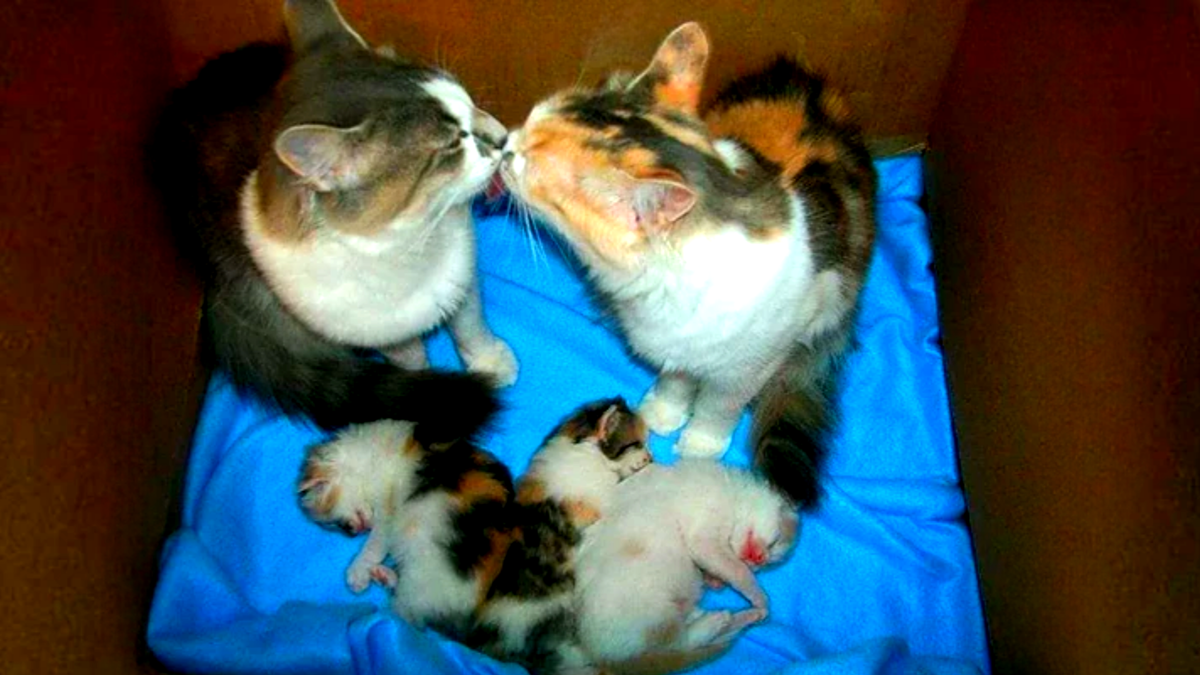 Когда в кошачьей семье полная гармония