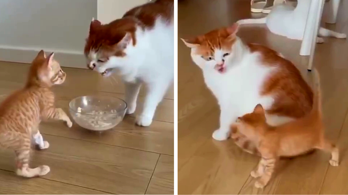 Отошел, я сказал!