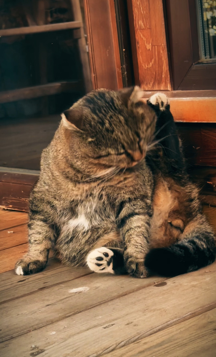 Лесной кот Барсик