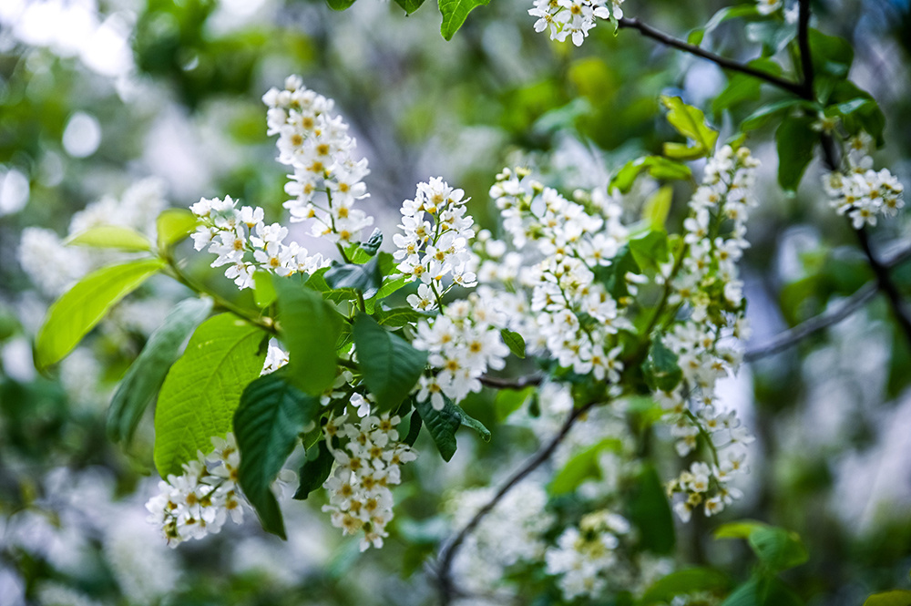 Погода в Твери на майские праздники. Снег, дождь, на грани нуля