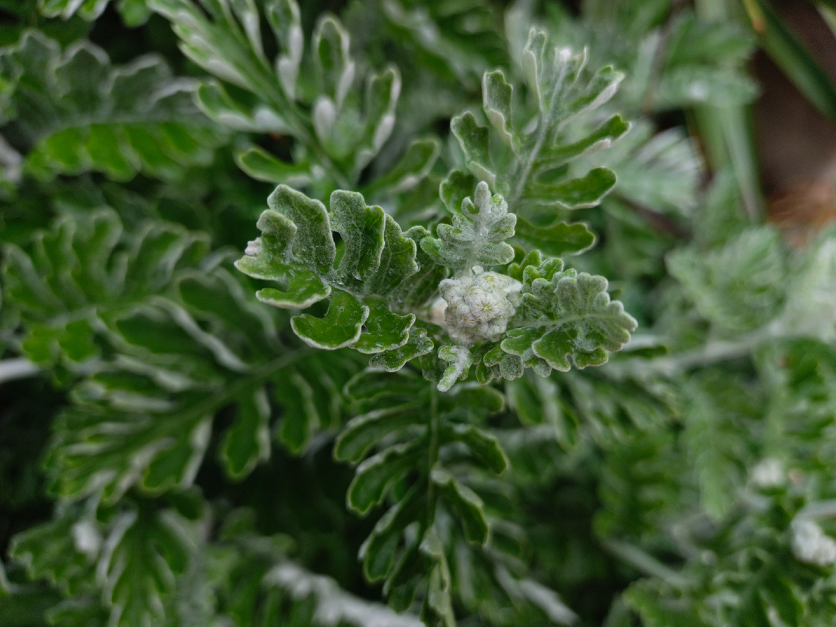 ФТ Сириус, Имеретинская набережная, Крестовник пепельный, конец апреля 2025 г.