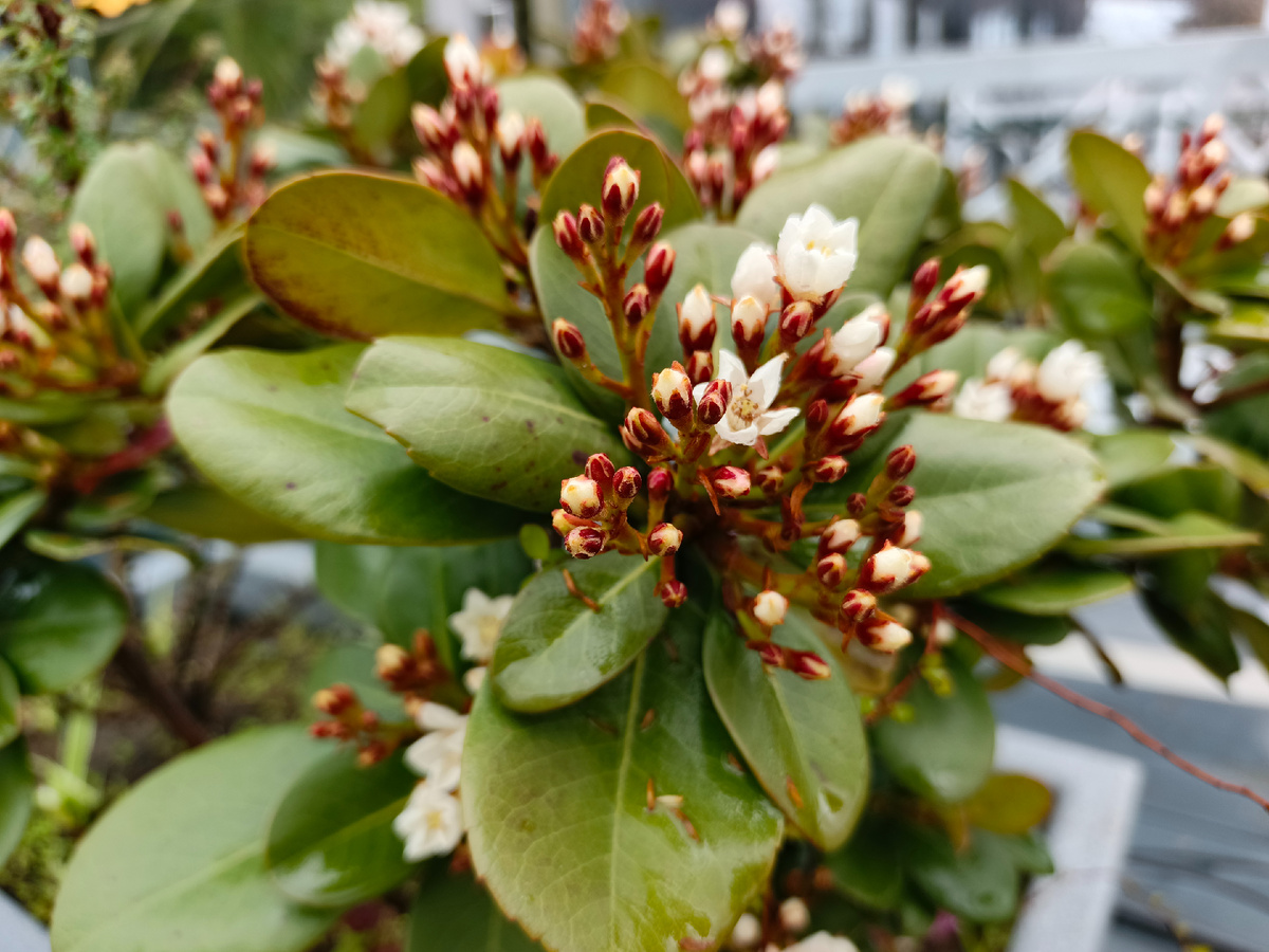 ФТ Сириус, Имеретинская набережная, Рафиолепис, конец апреля 2025 г.